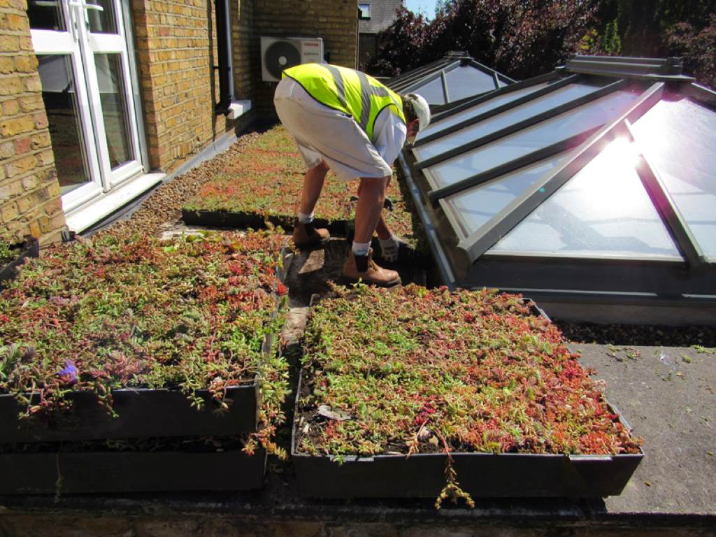A Year-Round Guide to Biodiverse Green Roof Maintenance - Roof Master ...
